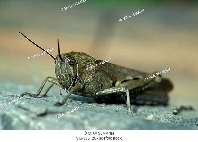 grasshopper - ITALIEN, 01/08/2006