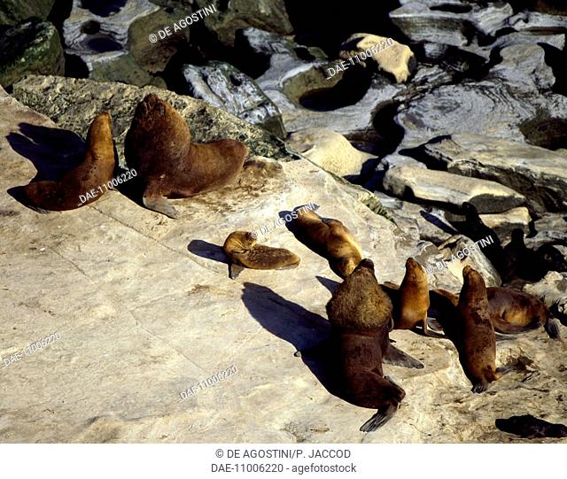 South American Sea Lions or Maned Sea Lions (Otaria flavescens) on the cliffs of Viedma Lake, Patagonia, Argentina