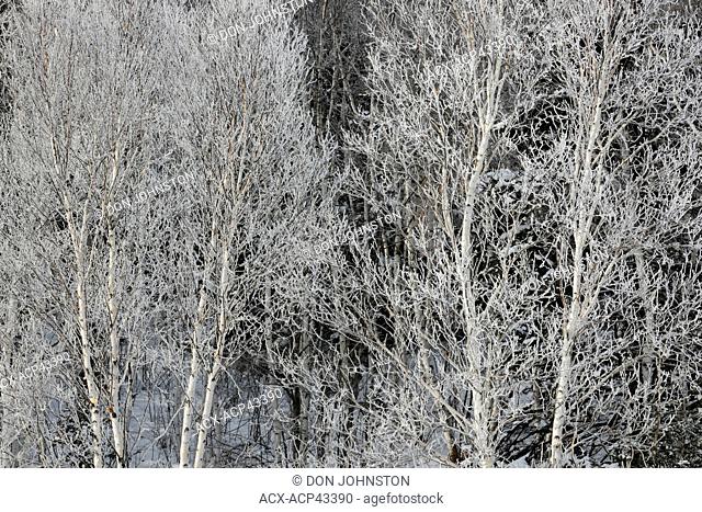Frosted White birch Betula papyrifera in Junction Creek valley, Lively, Greater Sudbury, Ontario, Canada