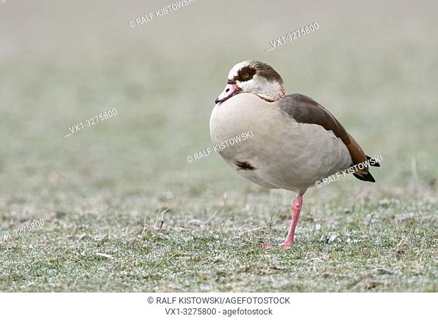 Egyptian Goose (Alopochen aegyptiacus) in winter, resting on frost covered farmland, standing on one leg, wildlife, Europe