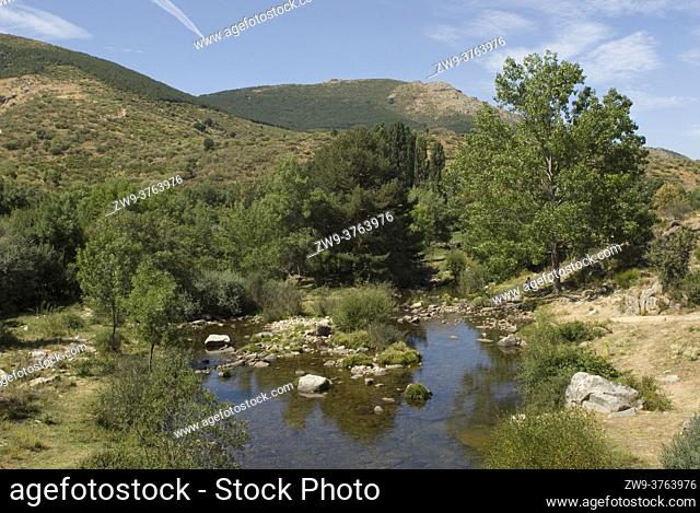 Tormes River and riparian wood with adlers Alnus glutinosa and willows Salix sp., Navacepeda de Tormes, Gredos Mountains, province of Avila, Castilla y Leon