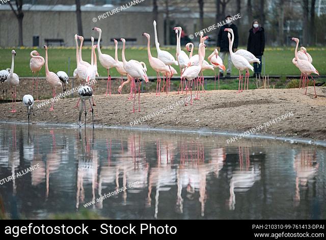 10 March 2021, Baden-Wuerttemberg, Stuttgart: Rosaflamigos stand in their enclosure at Wilhelma Zoological-Botanical Garden