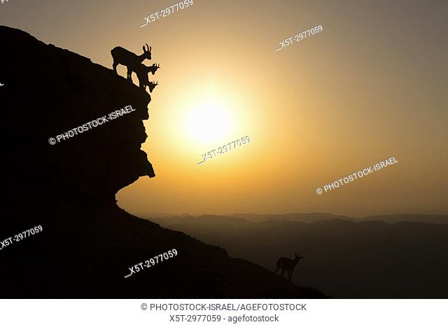 herd of Nubian Ibex (Capra ibex nubiana), climb down a cliff at sunrise. Photographed on the edge of the Ramon crater, Negev Desert, Israel