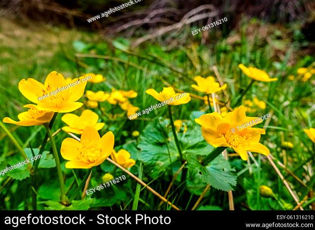 fresh marsh marigolds in the spring while hiking