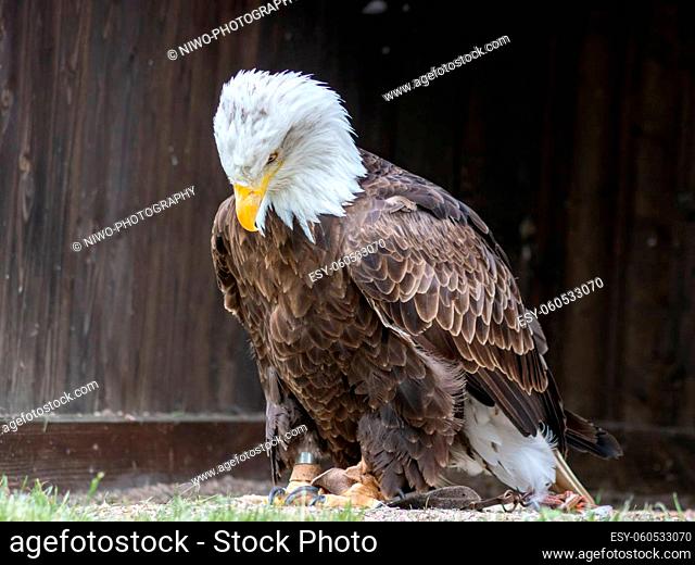 The bald eagle (Haliaeetus leucocephalus) is a large bird of prey in the Accipitridae family