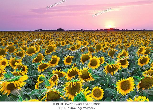Field of Sunflowers at sunset in an open field in west Texas, USA