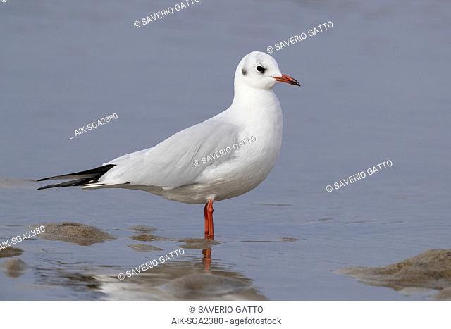 Black-headed Gull (Chroicocephalus ridibundus), side view of adult in winter plumage standing on the shore in Campania (Italy)