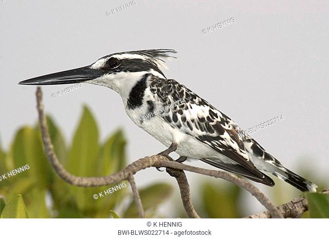 lesser pied kingfisher Ceryle rudis, standing on mangrove, Gambia, Gambia River, Jan 05