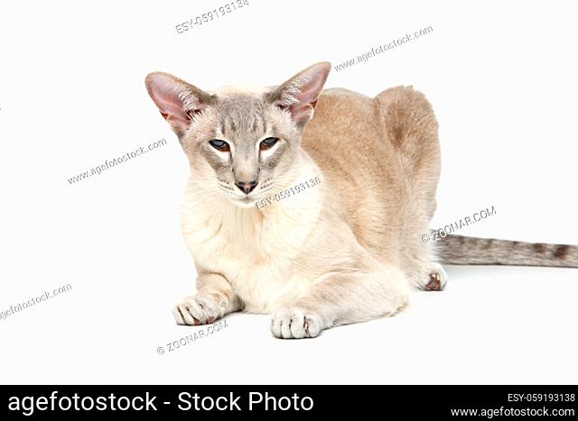 Beautiful oriental siam cat isolated on white background. Copy space