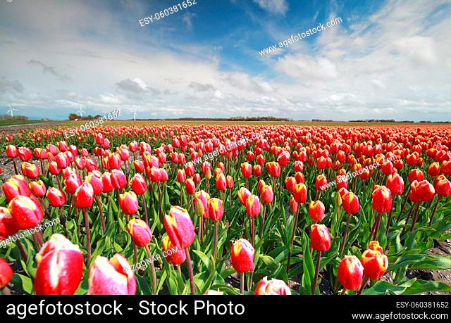 field with red tulips in sunny day, Holland