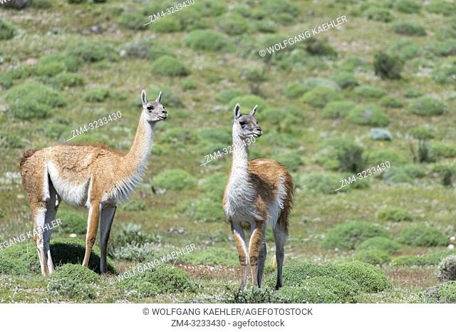 Guanacos (Lama guanicoe) in Torres del Paine National Park in Patagonia, Chile