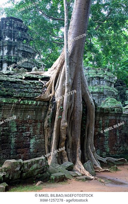 Ta Prohm temple and tree roots Tetrameles nudiflora  Angkor temples  Cambodia, Asia
