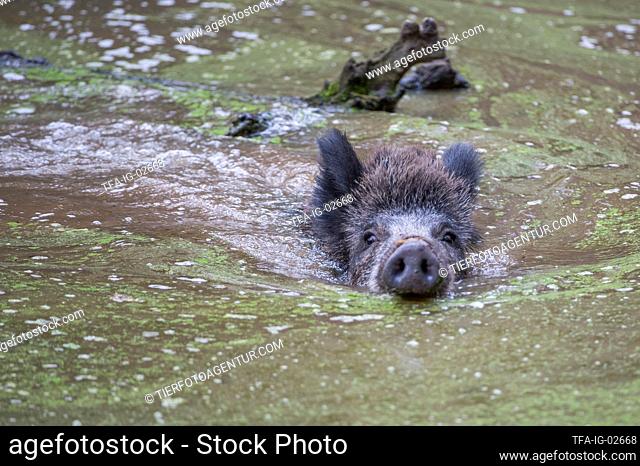 Wild Boar in the water