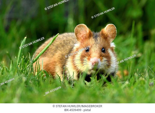 European hamster (Cricetus cricetus) sitting in meadow, Austria