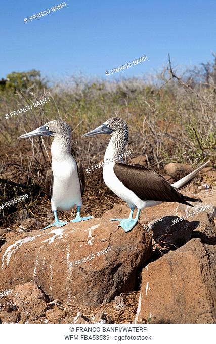 Couple of Blue-footed Booby, Sula nebouxii, North Seymour Island, Galapagos, Ecuador