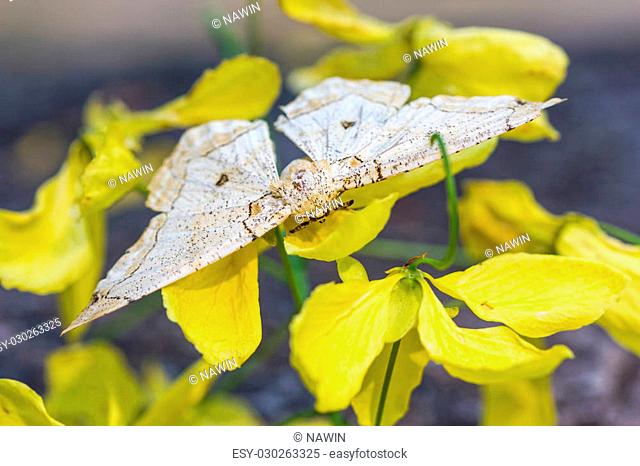 beige moth on yellow flower