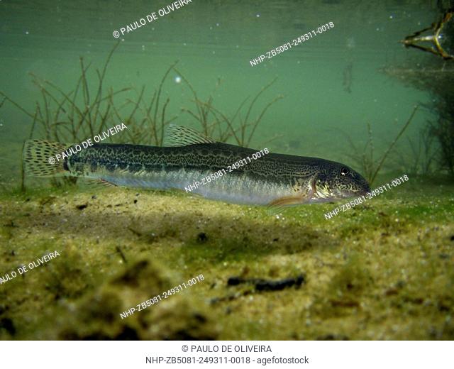 Northern Iberian spined-loach, Cobitis paludica. On river sand bottom. Is one of three endemic Iberian loaches, and is restricted to the Duero