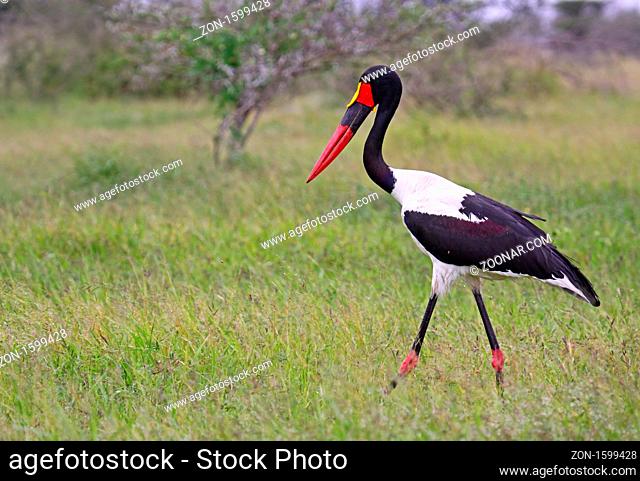 Sattelstorch, saddle-billed stork, Ephippiorhynchus senegalensis, wildlife im Kruger Park Südafrika, eine gefährdete Art