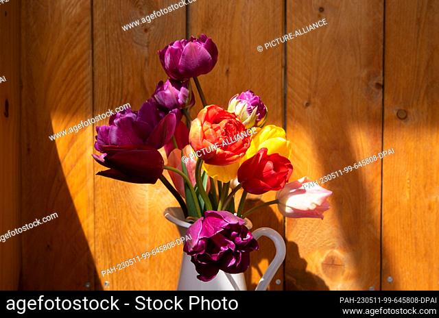 PRODUCTION - 27 April 2023, Saxony-Anhalt, Kemberg: A vase of flowers with colorful tulips stands in front of a wooden wall. Photo: Viola Lopes/dpa