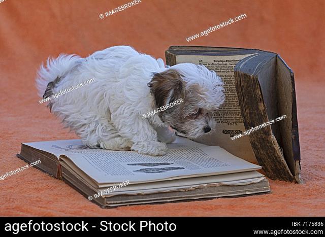 Bolonka Zwetna puppy with old books, Germany, Europe