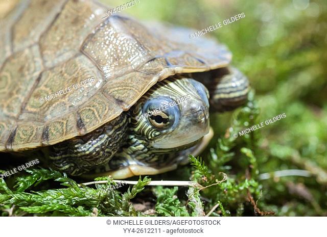 False map turtle, Graptemys pseudogeographica, endemic to the United States