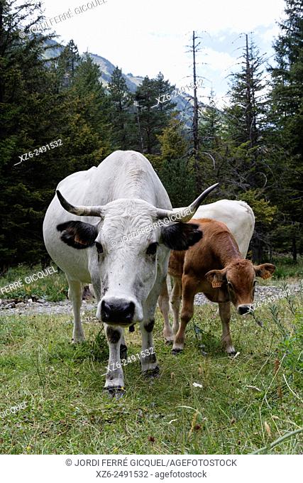 Cow and calf in a wood, Fontrabiouse, Vallée du Galbe, Capcir, Pyrénées-Orientales, France, Europe