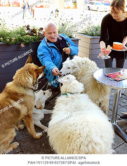 21 October 2019, Saxony, Schkeuditz: Werner Dreßler sits with his animals, three dogs and two sheep in Jacqueline Rudolph's ice cream parlour