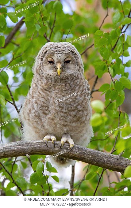 Ural Owl young perched on branch