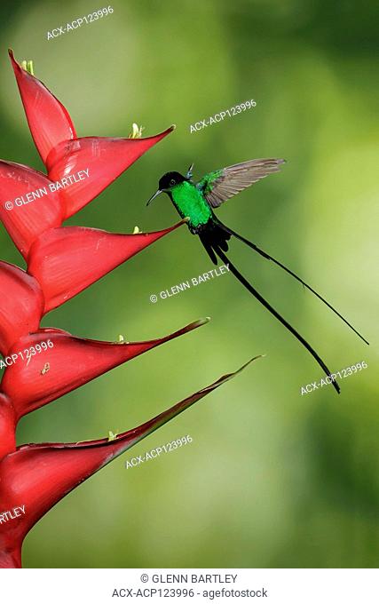Black-billed Streamertail (Trochilus polytmus scitulus) flying and feeding at a flower in Jamaica in the Caribbean