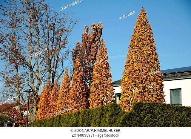 Quercus robur Fastigiata, Säuleneiche, Fastigiate oak, Herbstfärbung