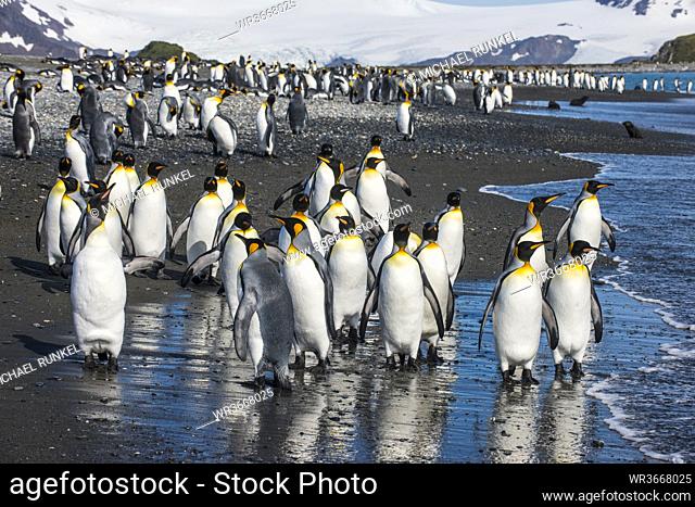 UK, South Georgia and South Sandwich Islands, King penguin (Aptenodytes patagonicus) colony on Salisbury Plain
