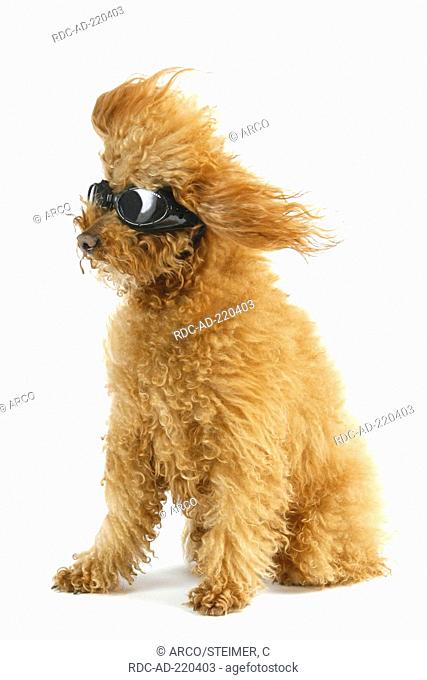 Toy Poodle, red-apricot, aviator goggles, wind