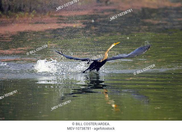 Indian Darter / Snakebird / Anhinga - Taking off from lake (Anhinga melanogaster)