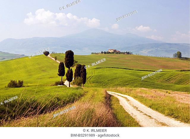 Italian cypress (Cupressus sempervirens), cypresses in hilly landscape, Italy, Tuscany, Pienza