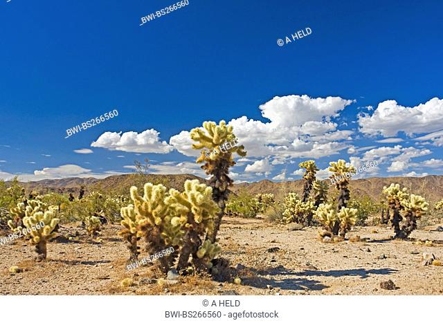 Teddy-bear cholla, Jumping Cholla, Silver cholla Opuntia bigelovii, Cylindropuntia bigelovii, Cholla Cactus Garden, USA, California, Sonoran