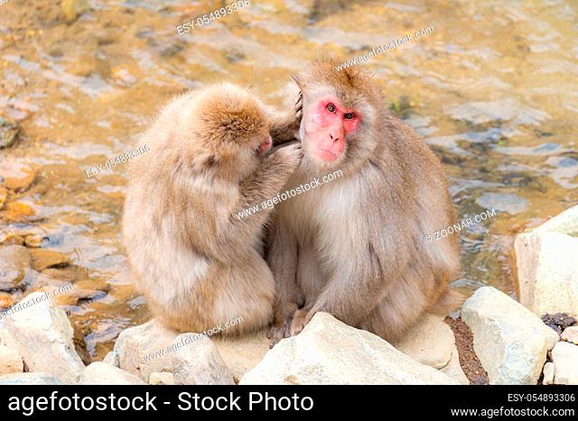 Japanese Snow monkey Macaque in hot spring Onsen Jigokudani monkey Park, Nakano, Japan