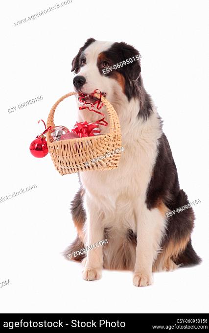 Australian shepherd dog carrying a little basket with christmas items isolated on white
