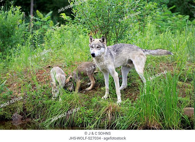 Gray Wolf, (Canis lupus), adult with youngs on meadow, social behaviour, Pine County, Minnesota, USA, North America