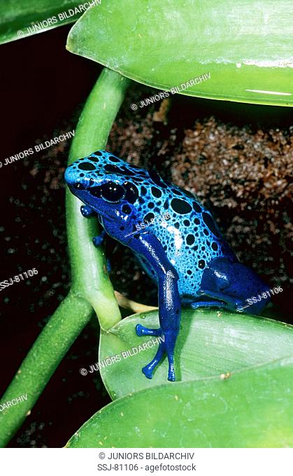 dendrobates azureus / blue poison-arrow frog
