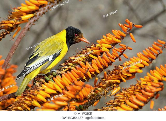 African black-headed oriole (Oriolus larvatus), searching food on a blooming aloe, South Africa, Kruger National Park