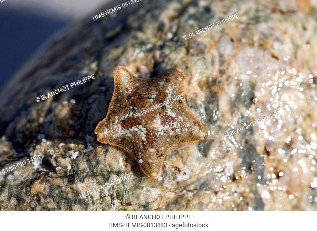 France, Haute Corse, Agriates coast, Echinodermata, Sterinidae, Asterinidae, Starfish (Asterina gibbosa)