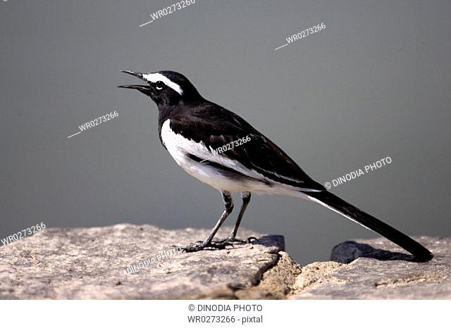 White browed wagtail black and white bird