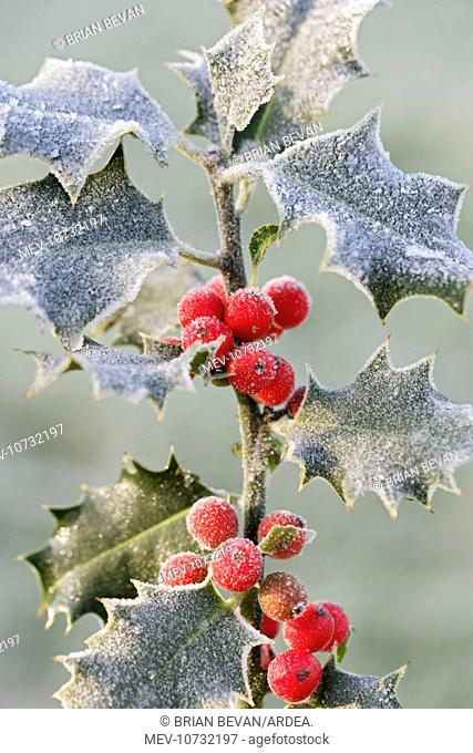 Frost on Holly (Ilex aquifolium)