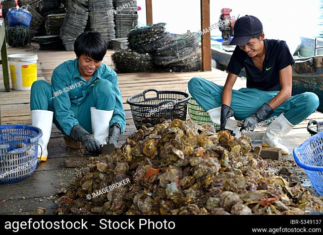 Processing, shells, pearl farm, Halong Bay, Vietnam, Asia
