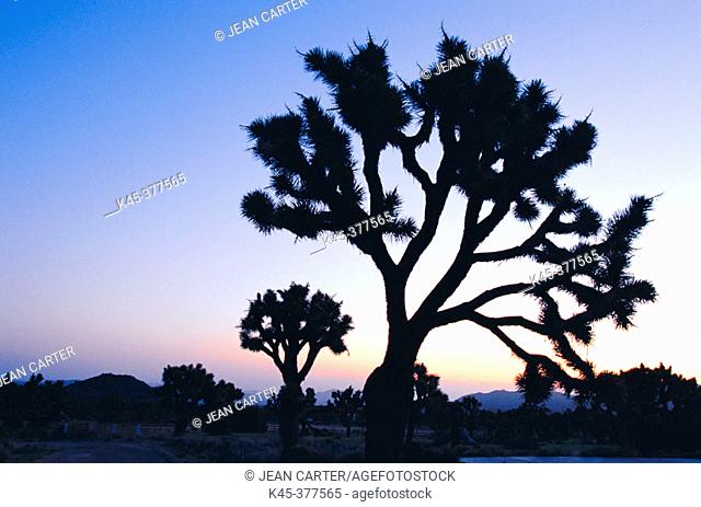Joshua trees at sunrise. Joshua Tree National Park. California. USA