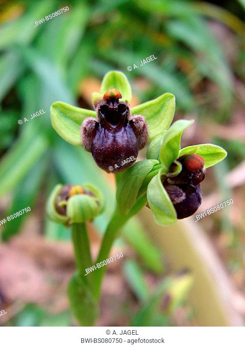 silky fowered ophrys (Ophrys bombyliflora), blooming single plant, Spain, Balearen, Majorca