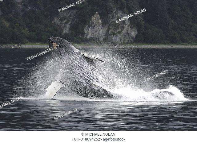 Adult humpback whale Megaptera novaeangliae breaching in Southeast Alaska, USA. Pacific Ocean