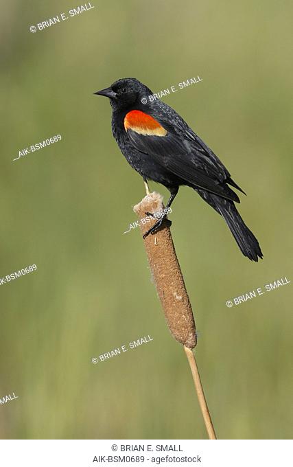 Adult male Red-winged Blackbird (Agelaius phoeniceus) in a swamp in the Kamloops, British Colombia, Canada