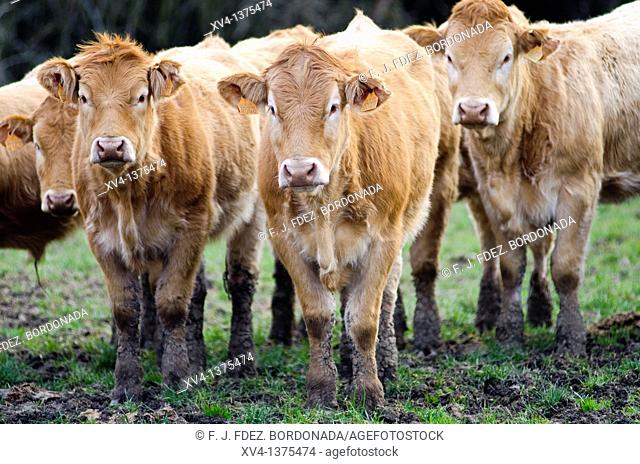 Livestock in Erro Valley, Navarre, Spain