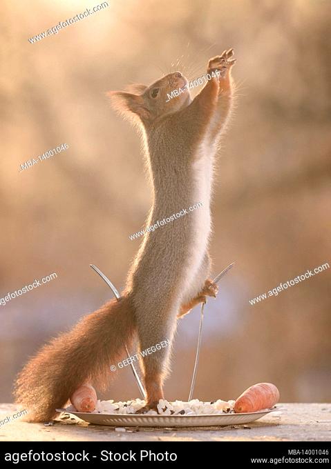 red squirrel between two forks on a plate with rice reaching